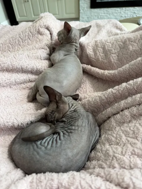 Sphynx kittens cuddling on a blanket
