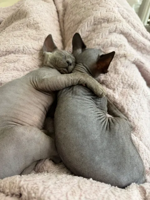 Nap pile: Sphynx kittens at home
