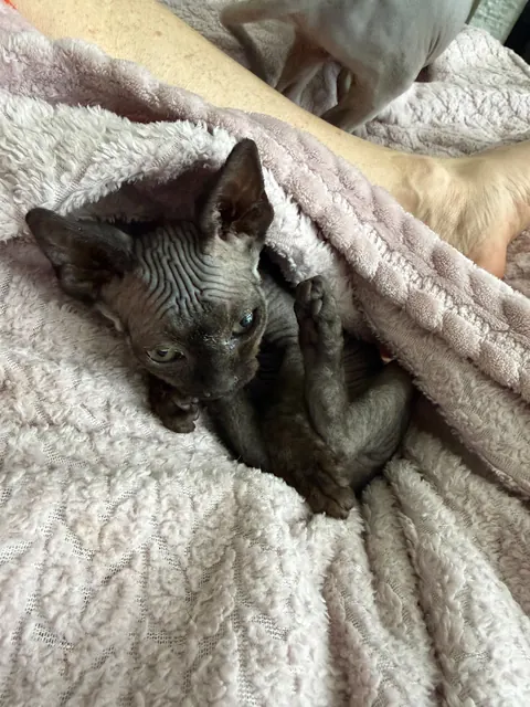 Black Sphynx kitten tucked into a blanket