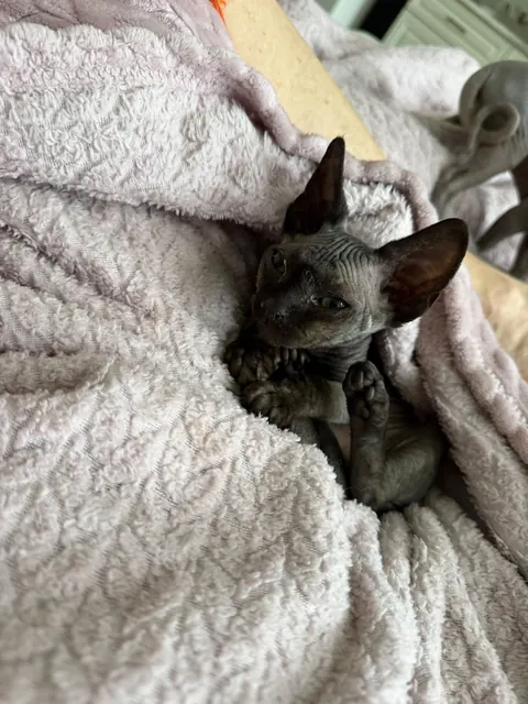 Cozy Sphynx kitten in the living room