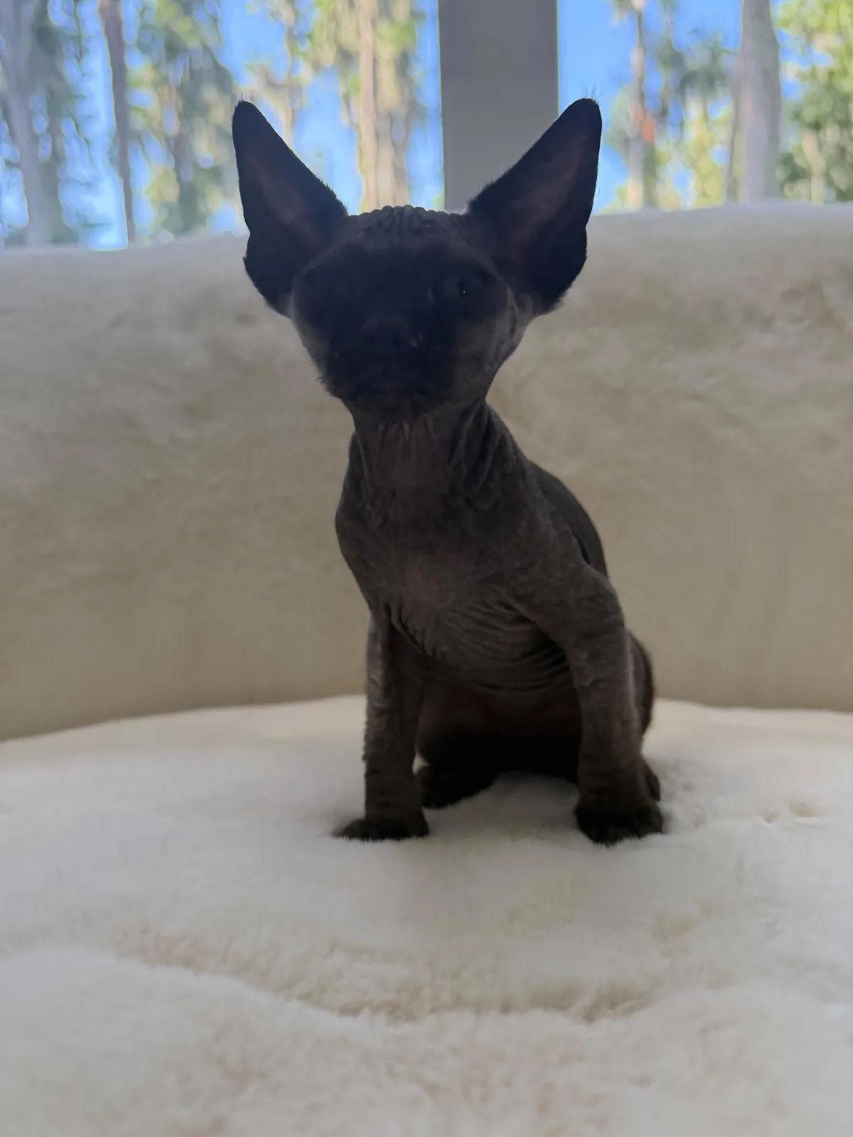 Our black Sphynx kitten sitting on the couch at home in Tampa