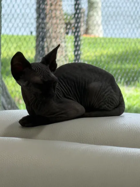 Loafing by the Florida window