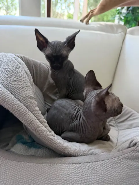 Sphynx kittens on the couch