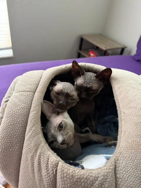 The whole crew in their cat cave