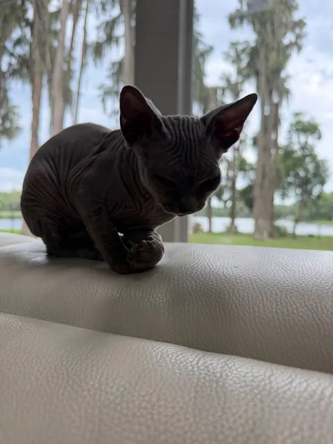 Lake view and a curious Sphynx