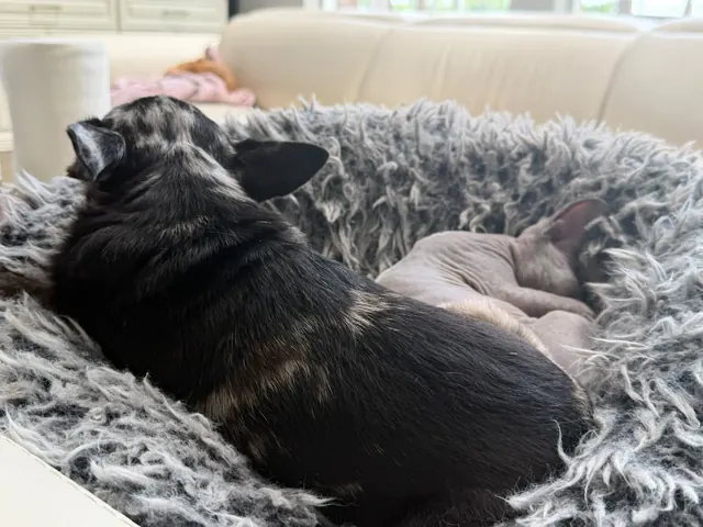 Sunday morning in the fluffy bed