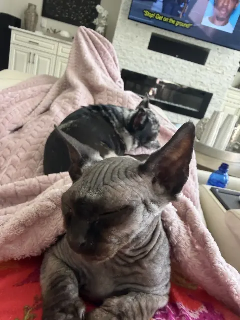 Jasmine, Black Sphynx kitten, Tampa FL